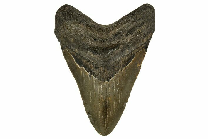 Fossil Megalodon Tooth - North Carolina #328077